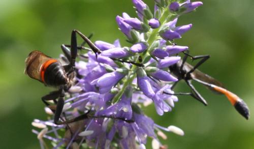 Sphex funerarius